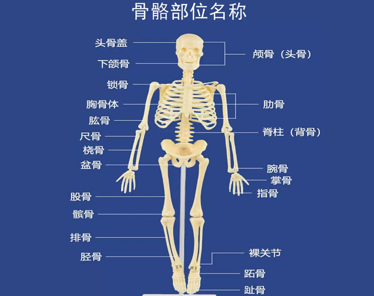 兒童教學(xué)小型教具人體骨架骨骼模型仿真骷髏